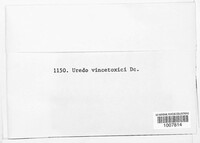 Uredo vincetoxici image
